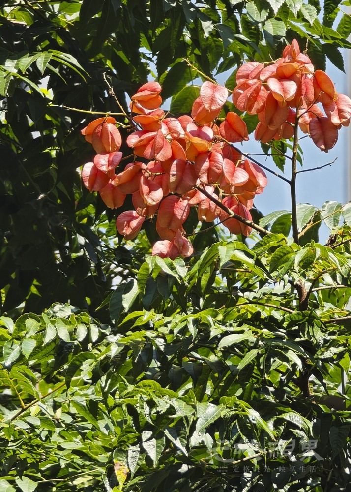 栾树021000.jpg