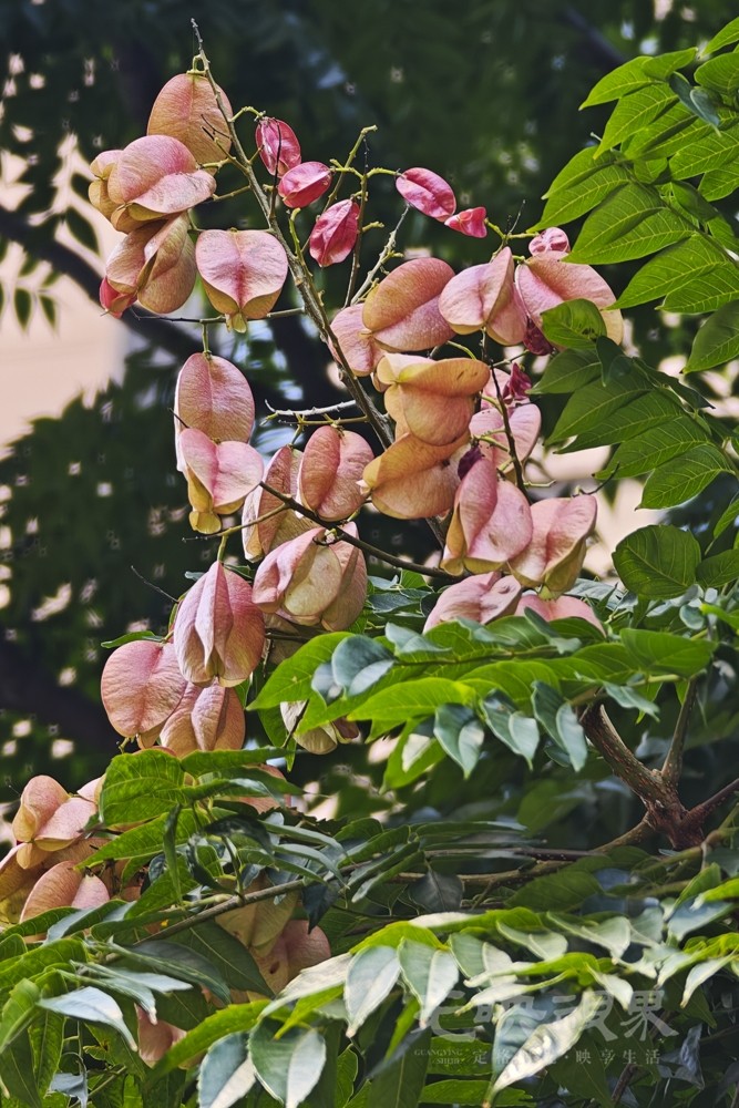 栾树061000.jpg