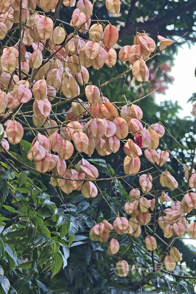 栾树071000.jpg