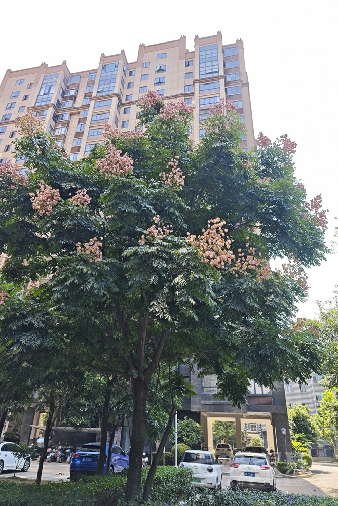 栾树001000.jpg