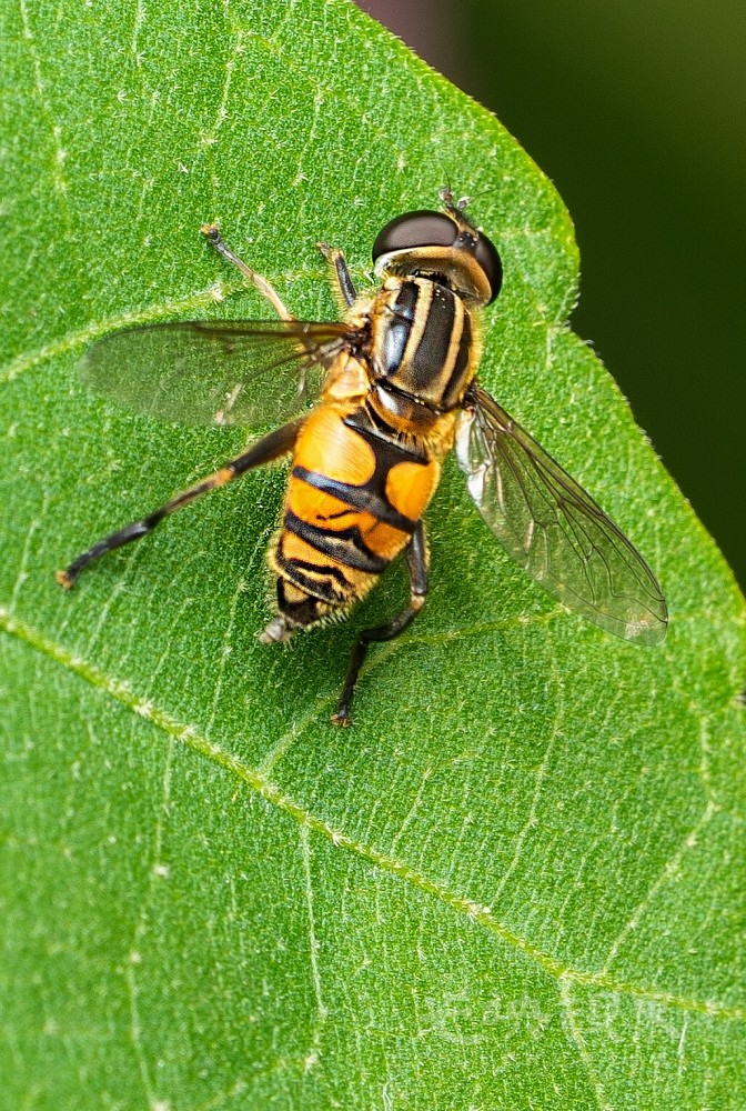 DXA08550.jpg