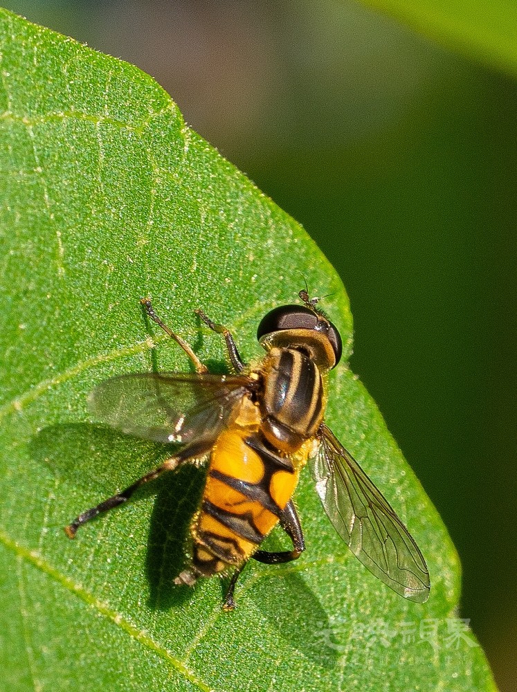 DXA08553.jpg