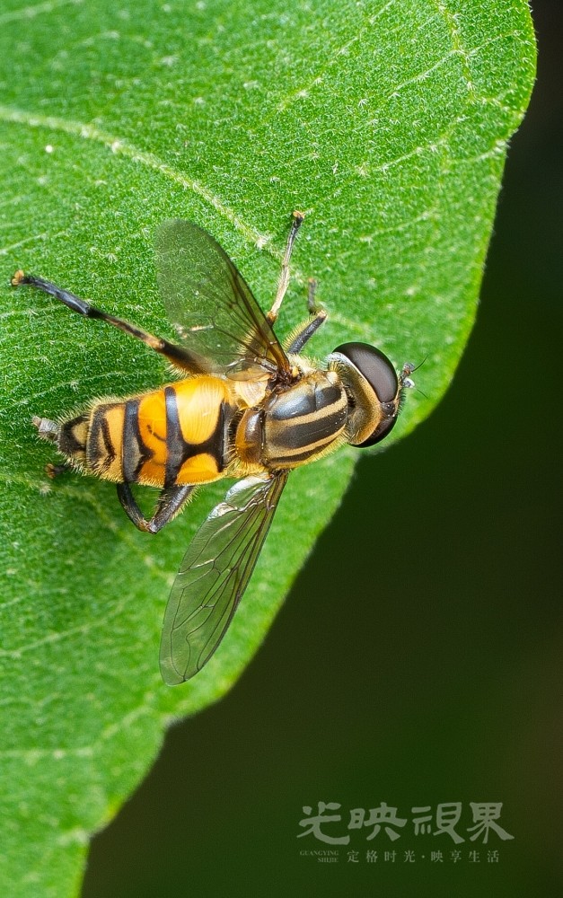 DXA08555.jpg