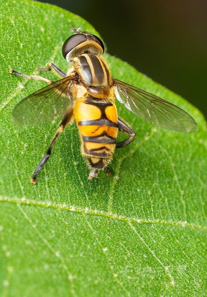 DXA08556.jpg