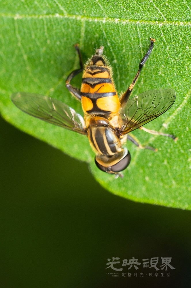 DXA08556-1.jpg