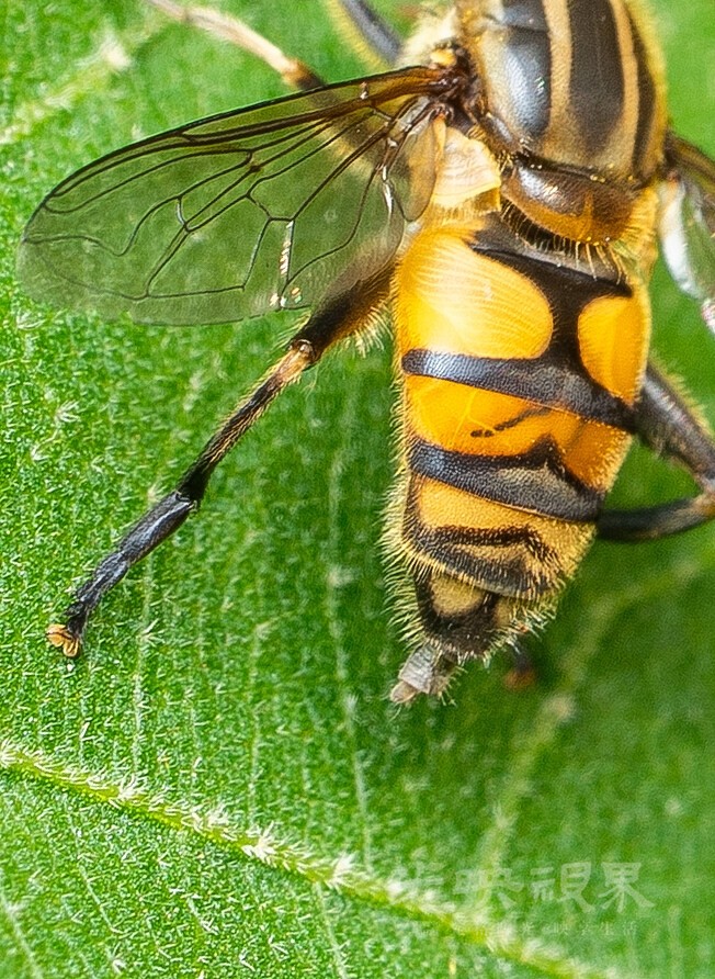 DXA08557.jpg