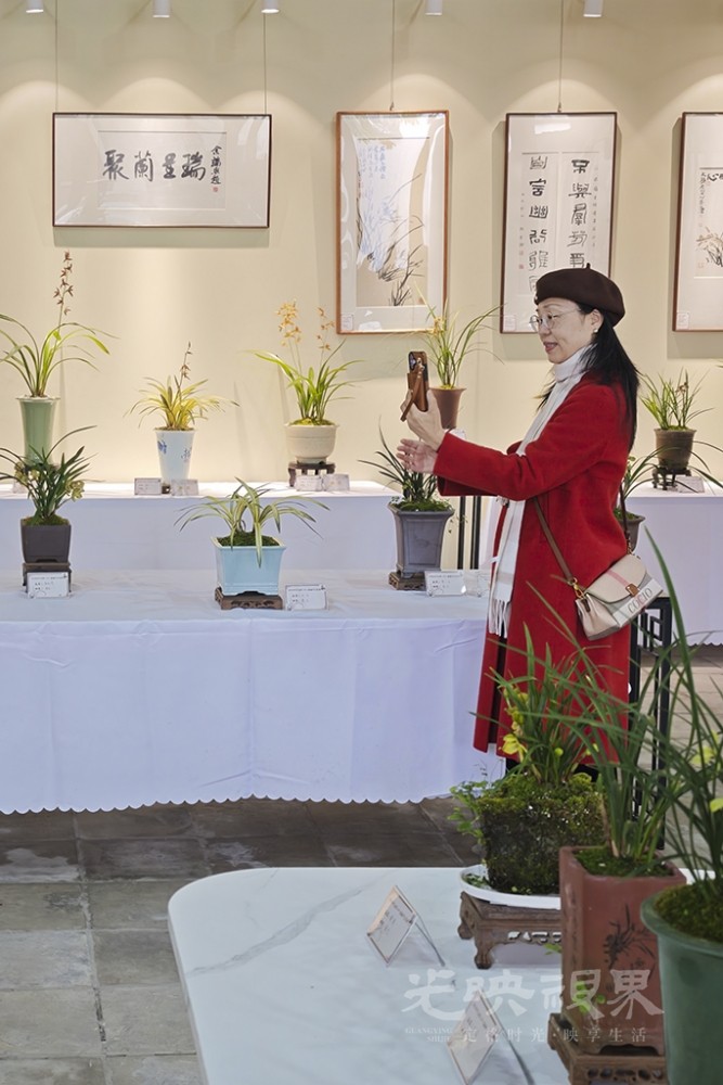 马年国兰展0041024.jpg