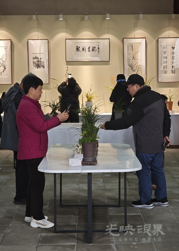 马年国兰展0051024.jpg
