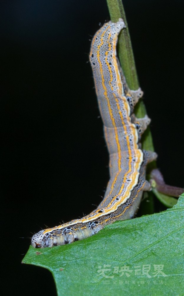 DXA09339.jpg