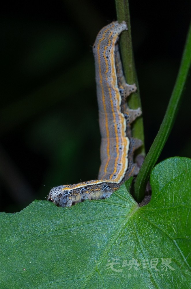 DXA09364.jpg