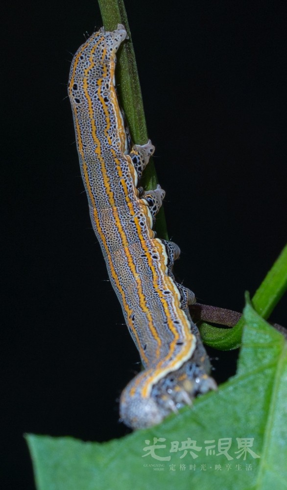DXA09387.jpg