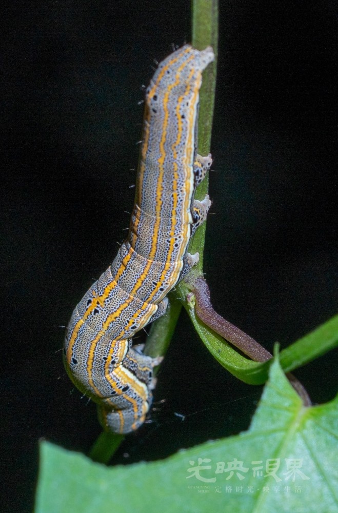 DXA09412.jpg