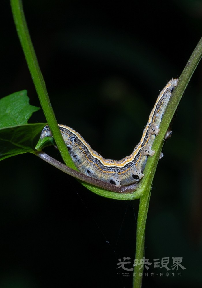DXA09415.jpg
