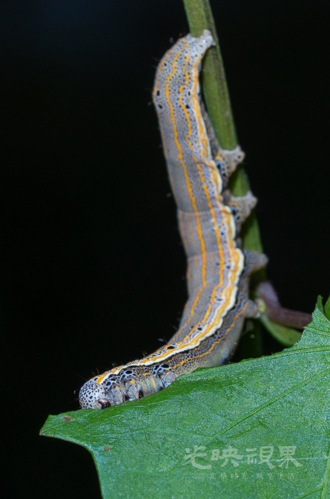 DXA09416.jpg