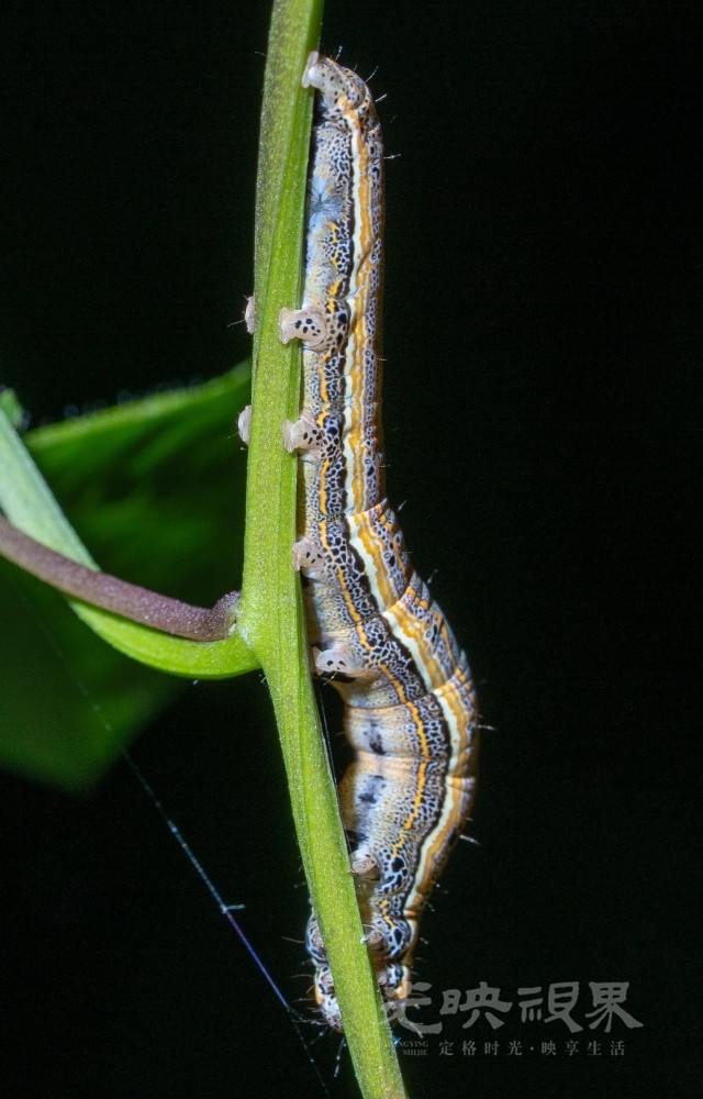 DXA09425.jpg