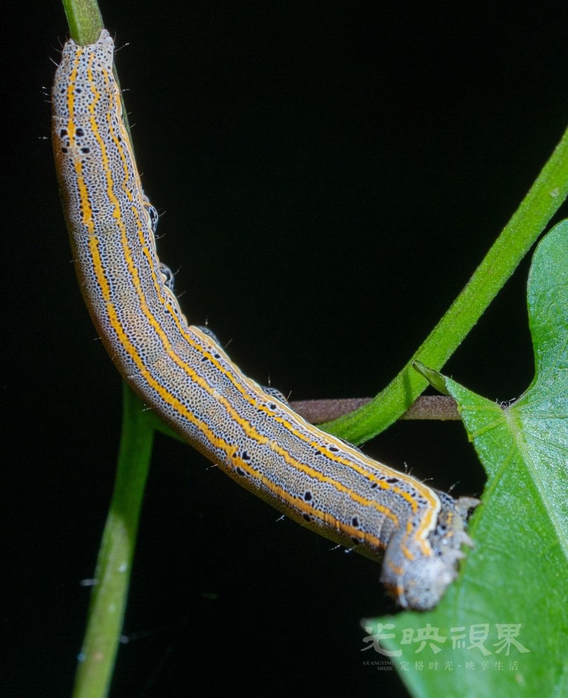 DXA09427.jpg