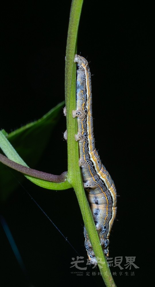 DXA09460.jpg