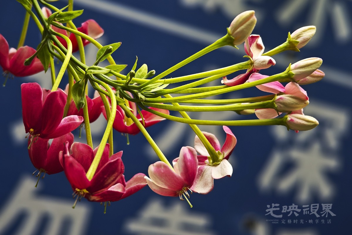 使君子花041200.jpg