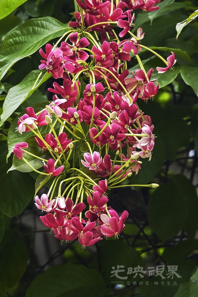 使君子花071000.jpg