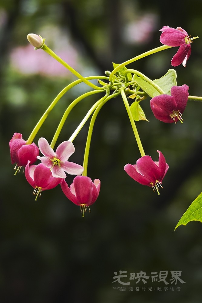 使君子花091000.jpg