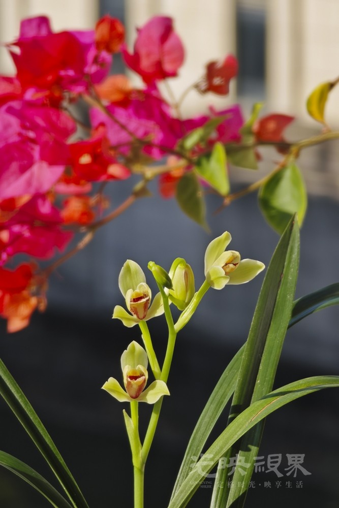 重阳节赏花011000.jpg