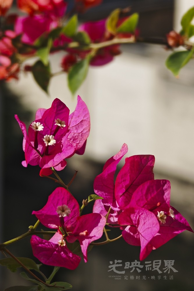 重阳节赏花021000.jpg