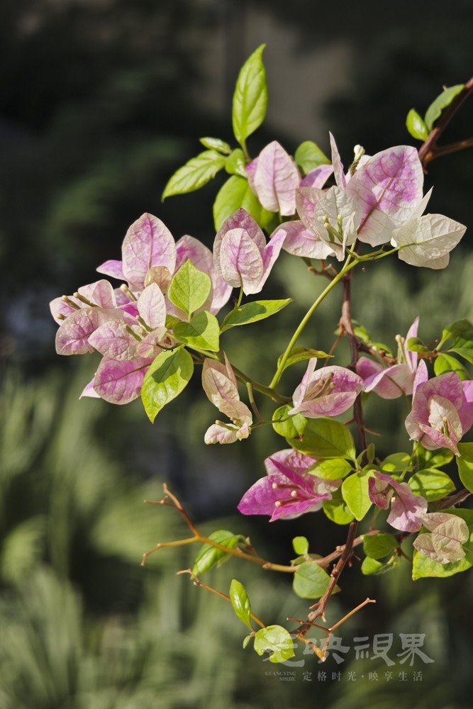 重阳节赏花031000.jpg