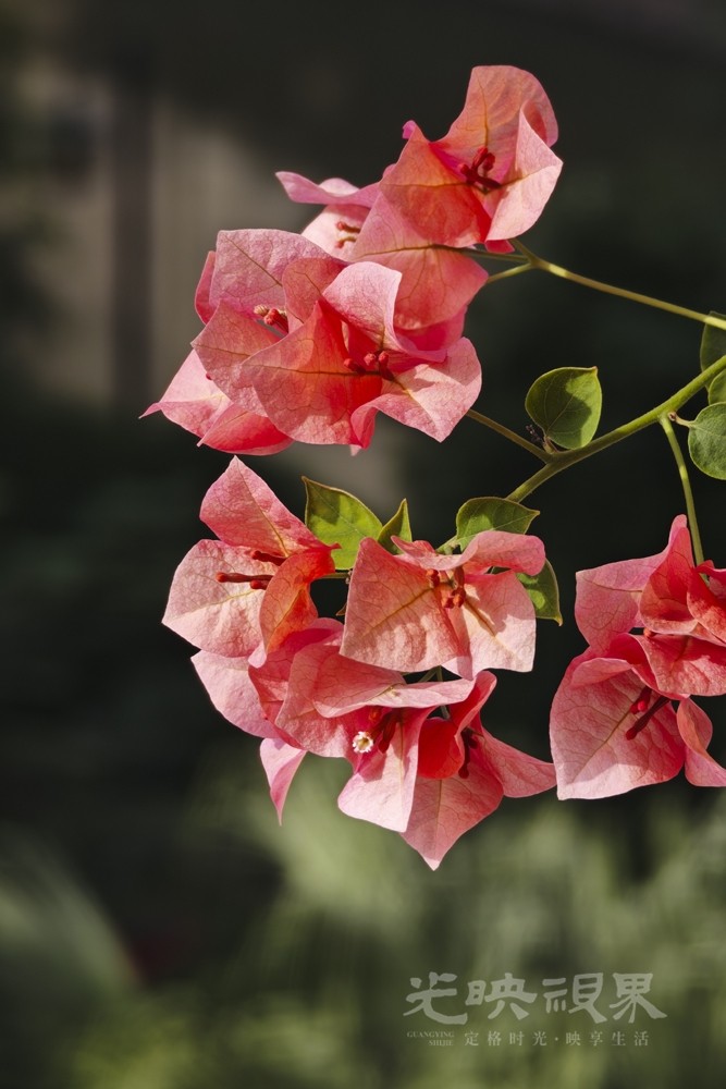 重阳节赏花041000.jpg