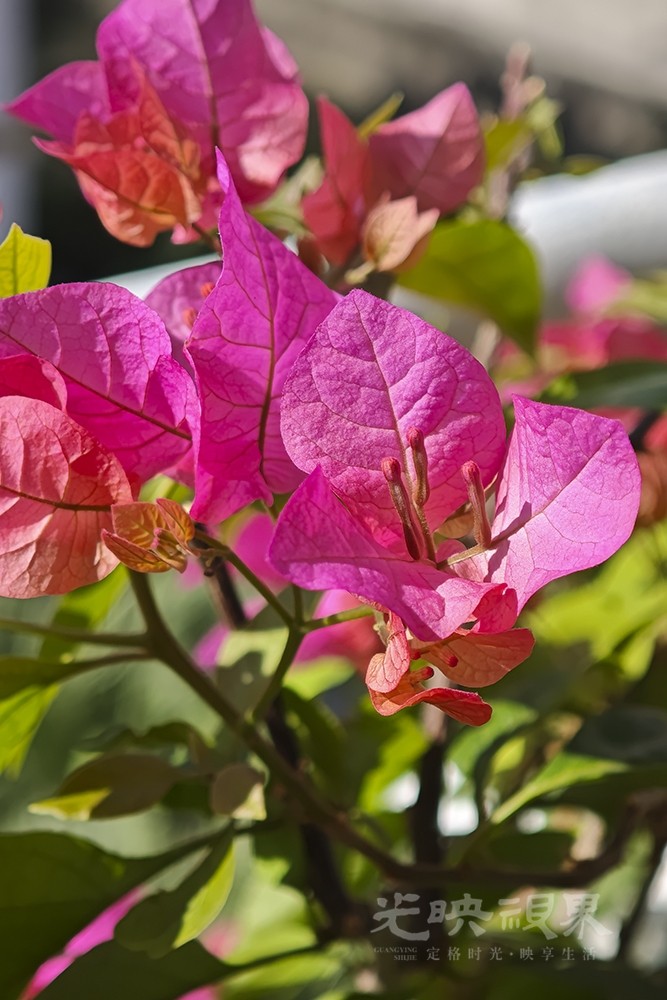 重阳节赏花071000.jpg