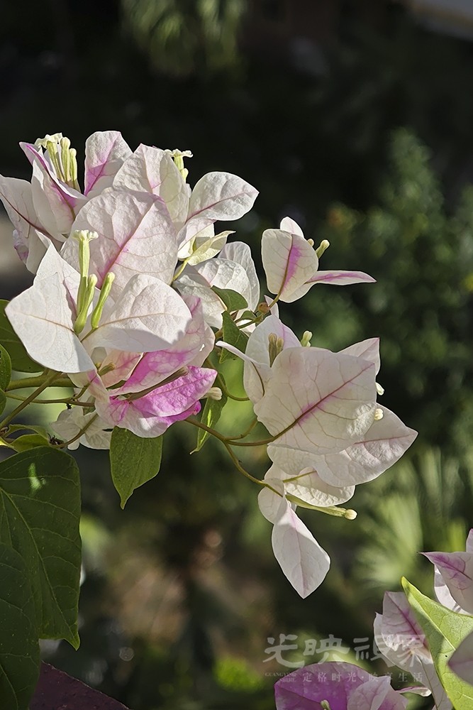 重阳节赏花081000.jpg