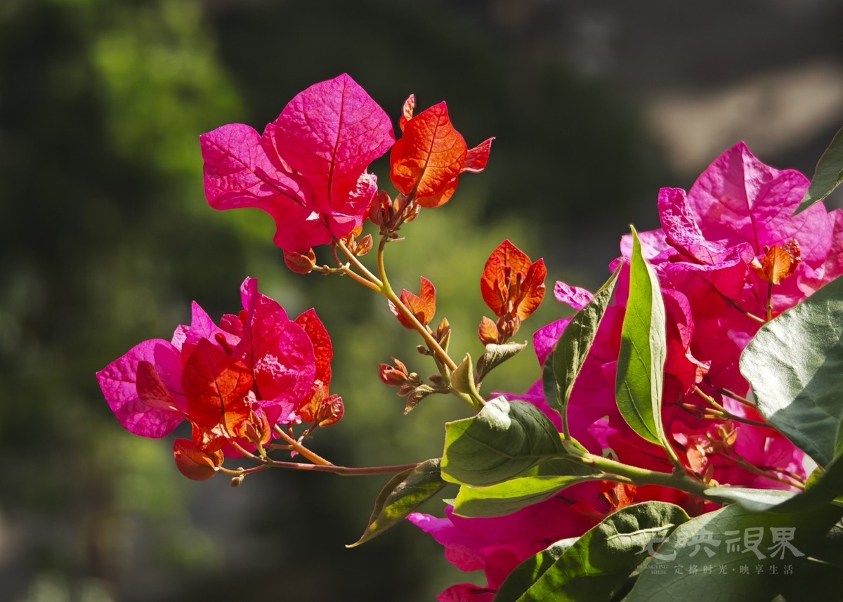 重阳节赏花091000.jpg