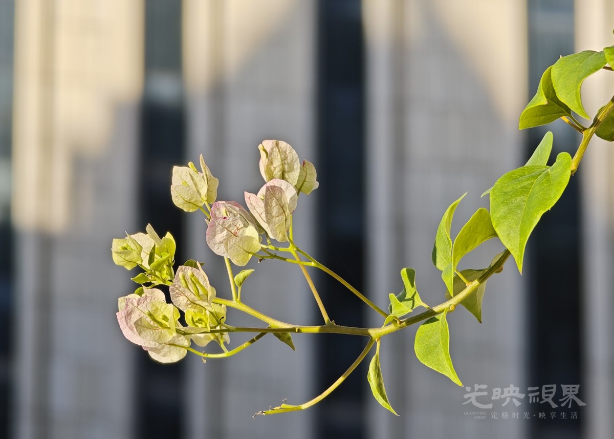 重阳节赏花0101200.jpg