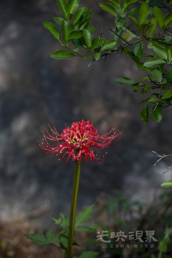 _DSC1007_1.JPG