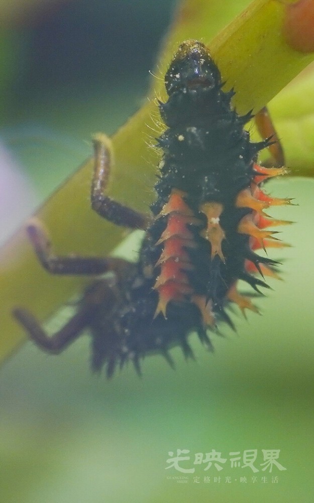 DXA08848.jpg