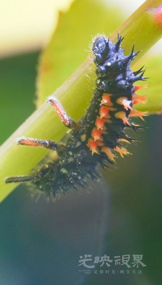 DXA08861.jpg