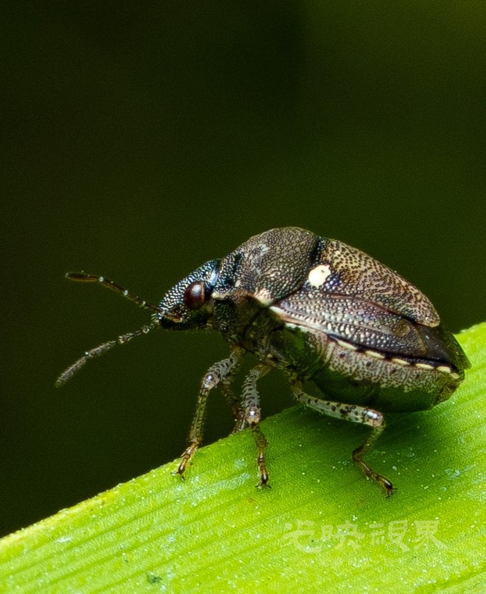 DXA01213.jpg