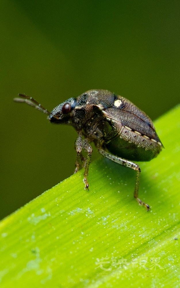 DXA01259.jpg