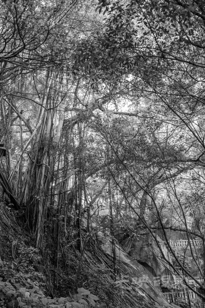 _DSC4807_1_1.jpg