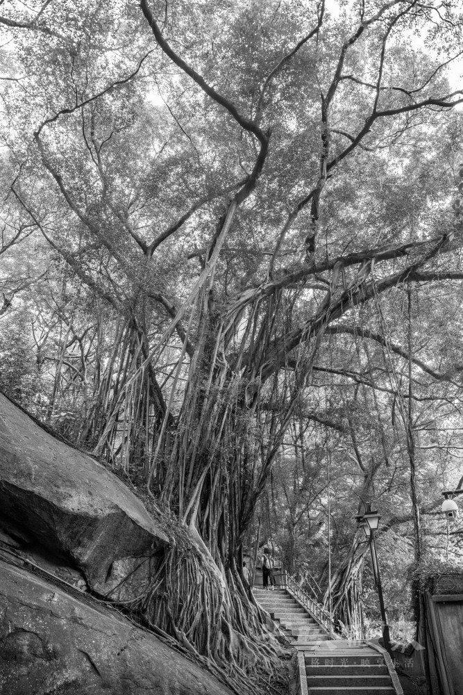 _DSC4800_1_1.jpg
