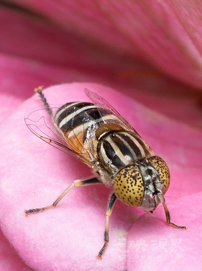 DXA06353.jpg