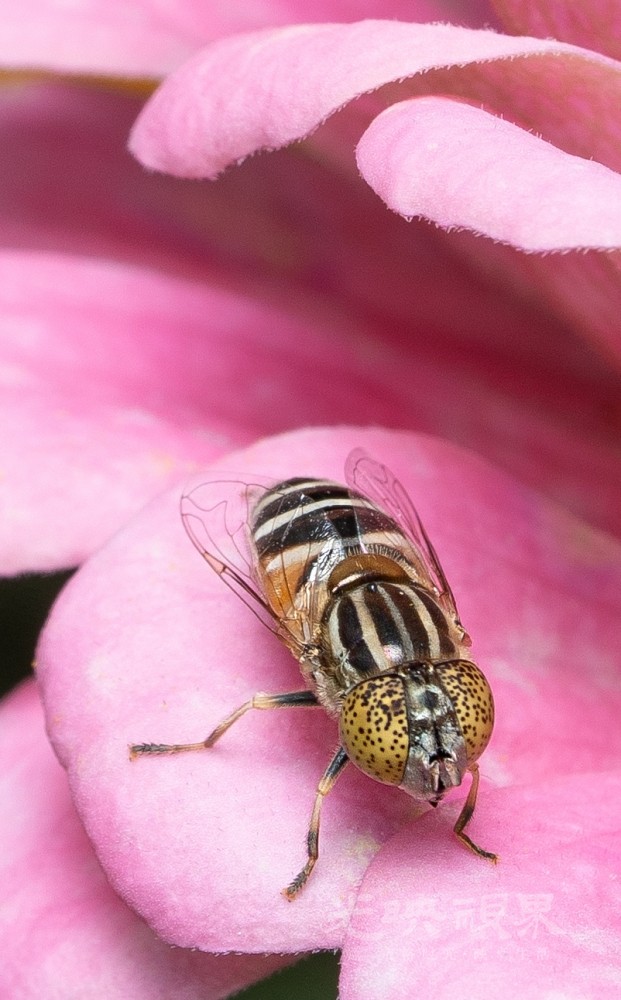 DXA06378.jpg