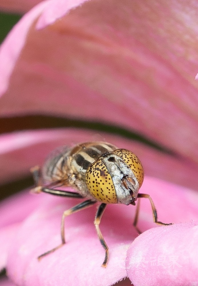 DXA06380.jpg