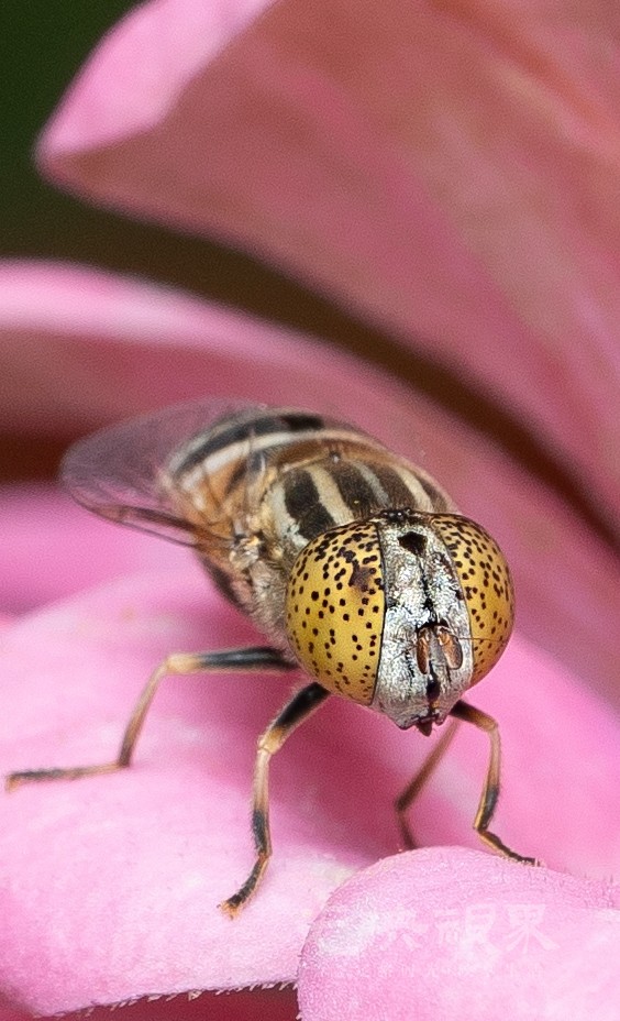 DXA06394.jpg