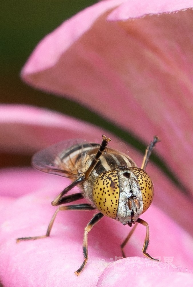 DXA06384.jpg